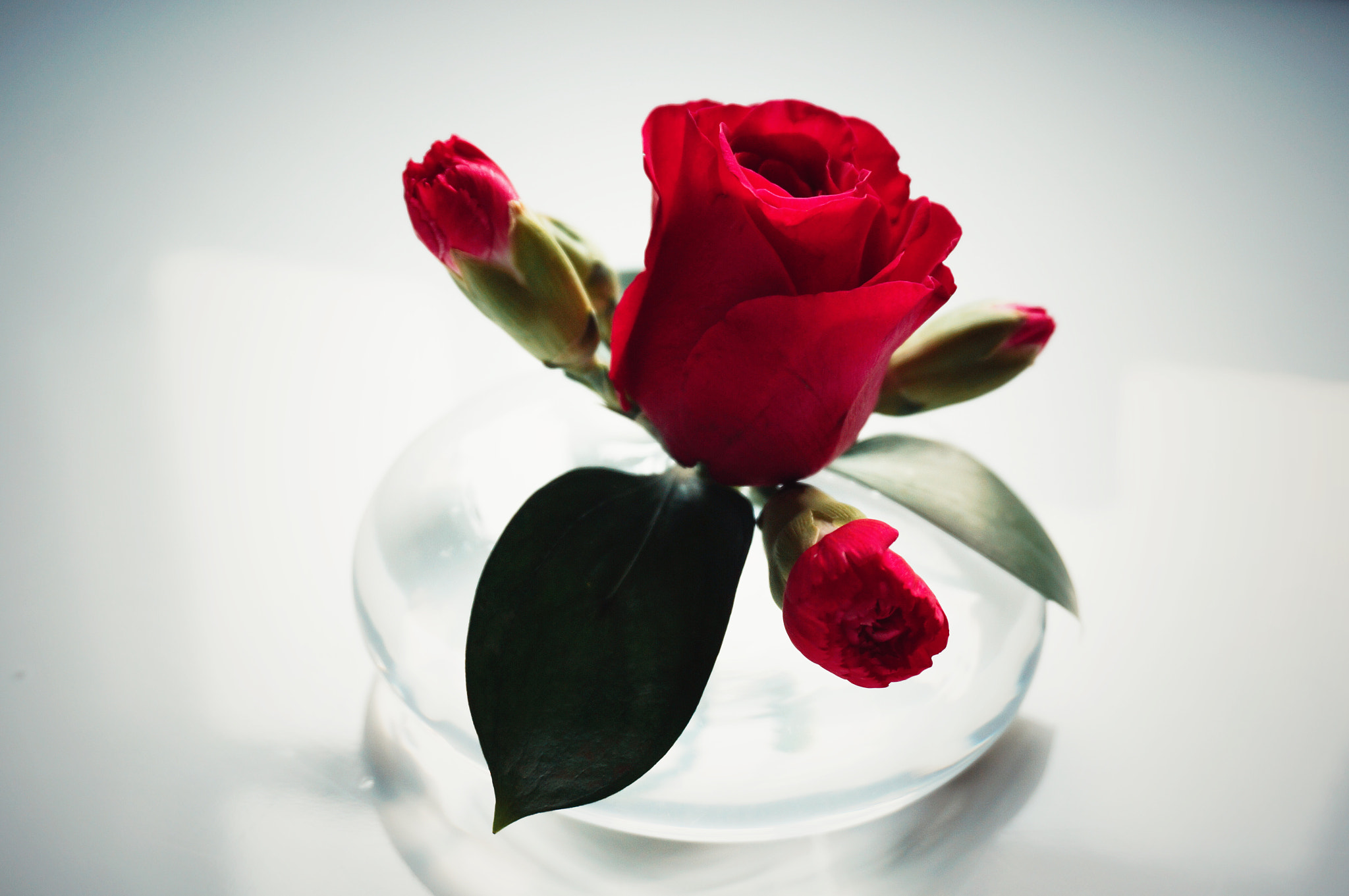 Sony Alpha NEX-5T + Sony E 18-50mm F4-5.6 sample photo. Red rose photography