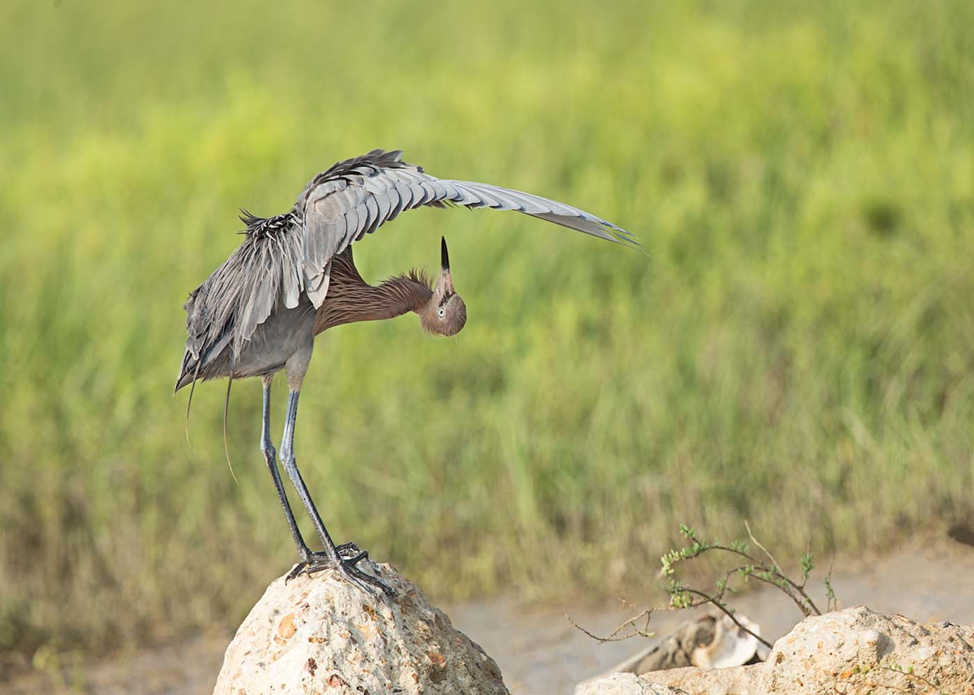 Canon EF 500mm F4L IS II USM sample photo. Reddish egret photography