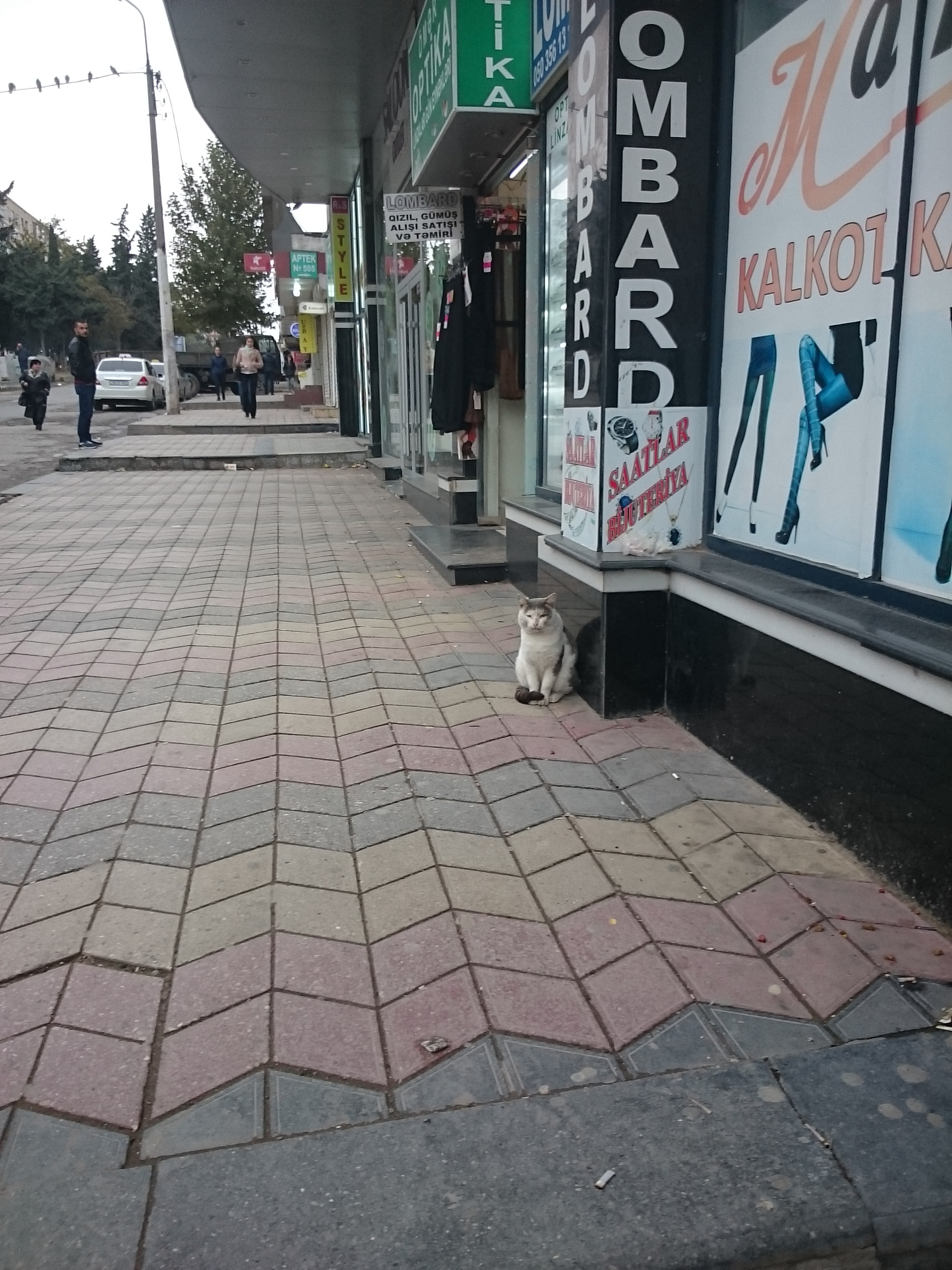 Sony Xperia Z Ultra sample photo. Cat"gentleman " photography
