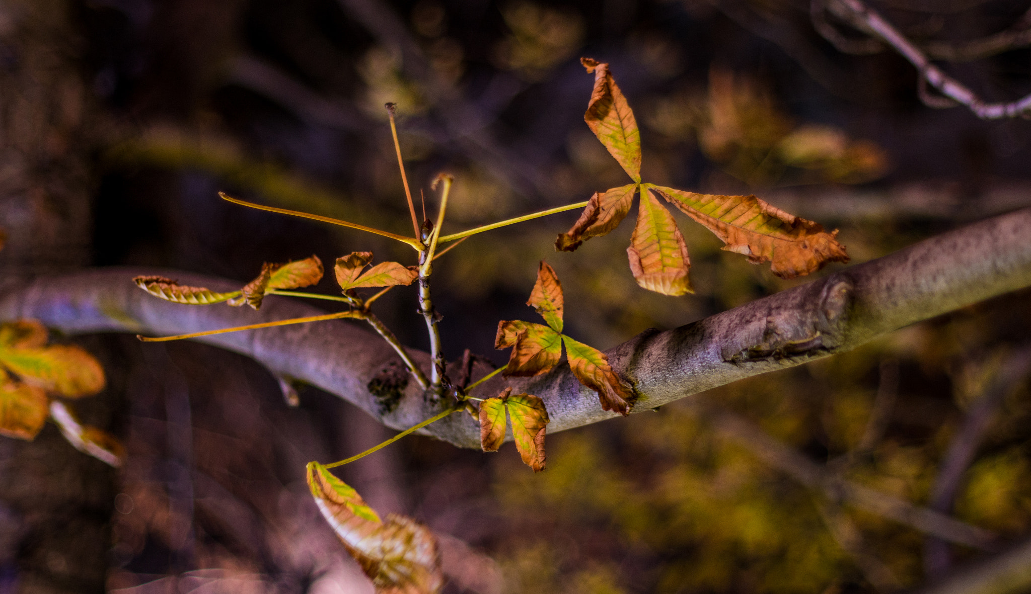 Sony a7R II + Sony 50mm F1.4 sample photo. City bokeh photography