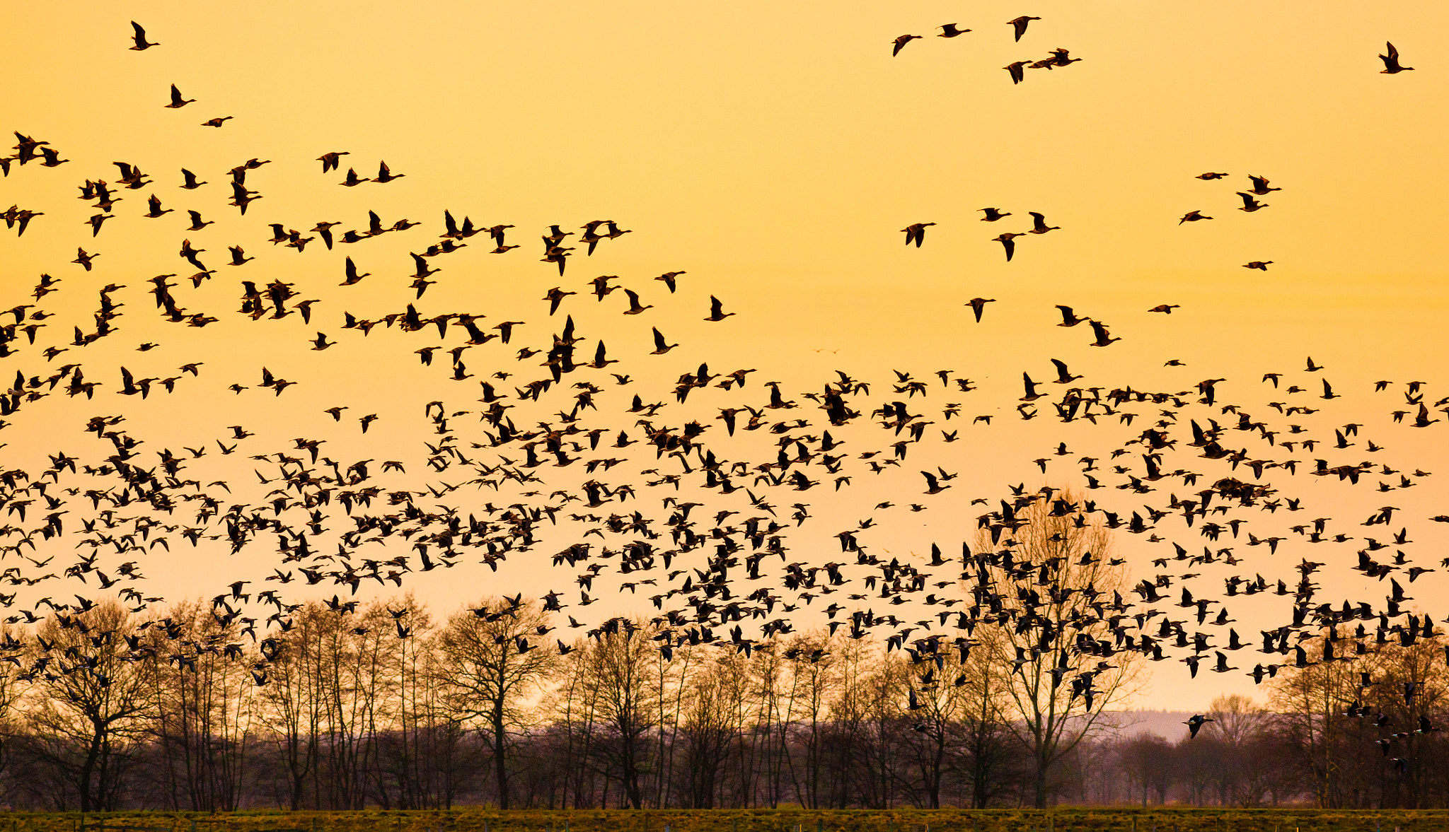 Canon EF 400mm F5.6L USM sample photo. Flying geese photography