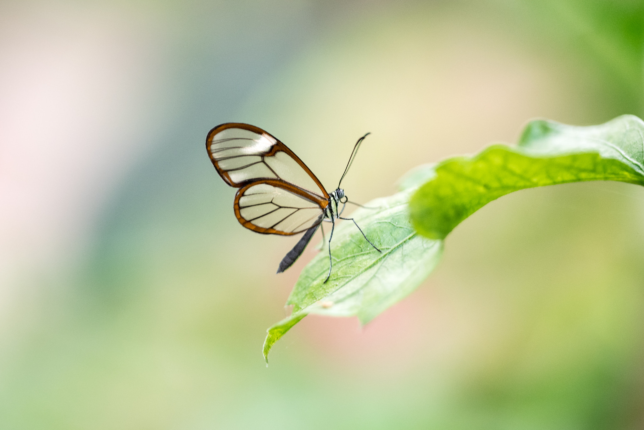 Sigma 150mm F2.8 EX DG OS Macro HSM sample photo. Greta oto photography