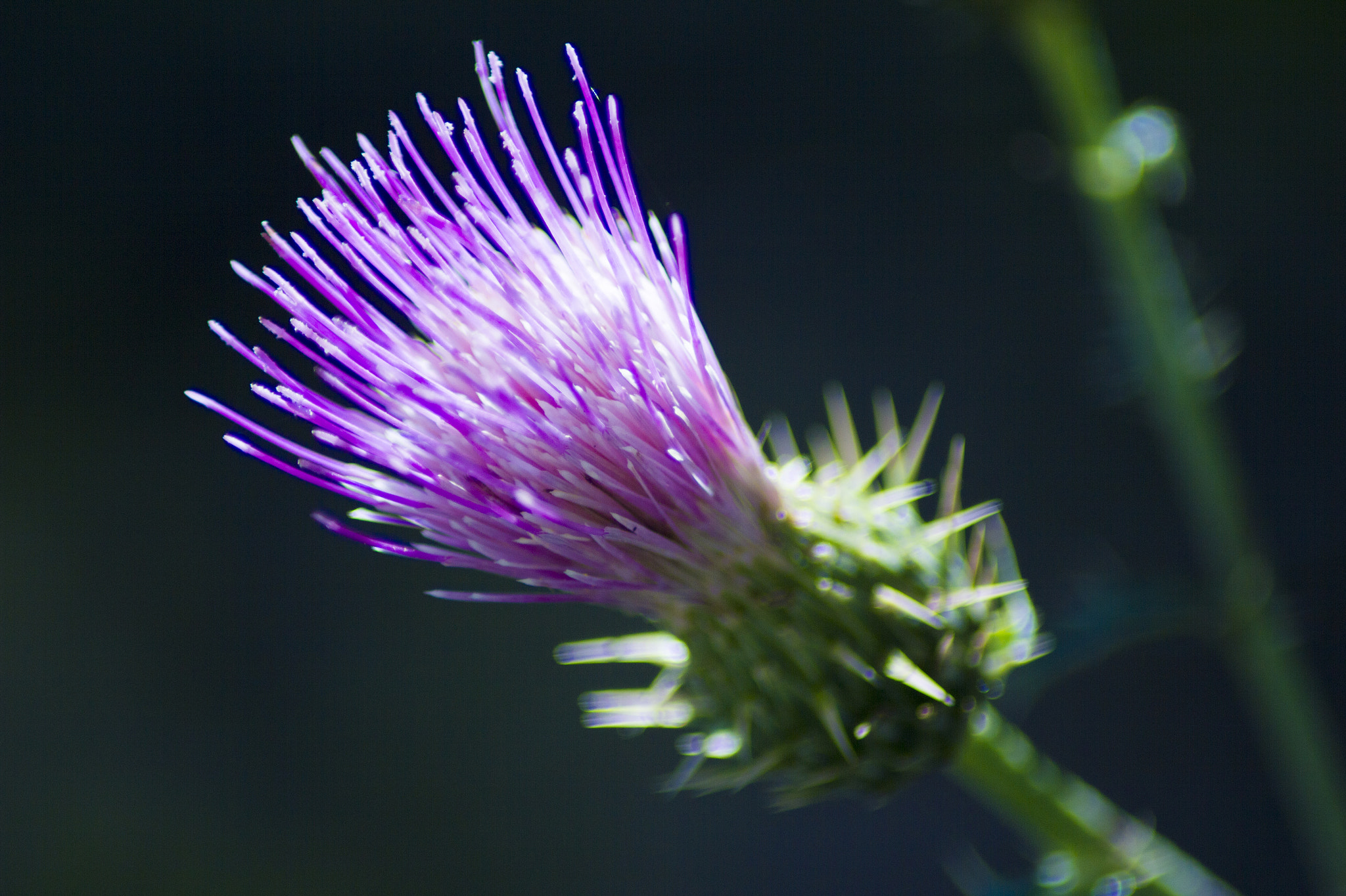 Canon EOS 550D (EOS Rebel T2i / EOS Kiss X4) sample photo. Flowering thistle photography