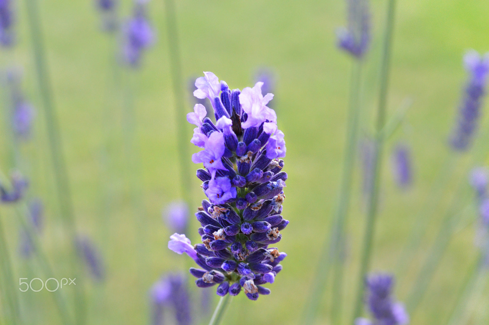 Nikon D3200 + Nikon AF Micro-Nikkor 60mm F2.8D sample photo. Lavender photography