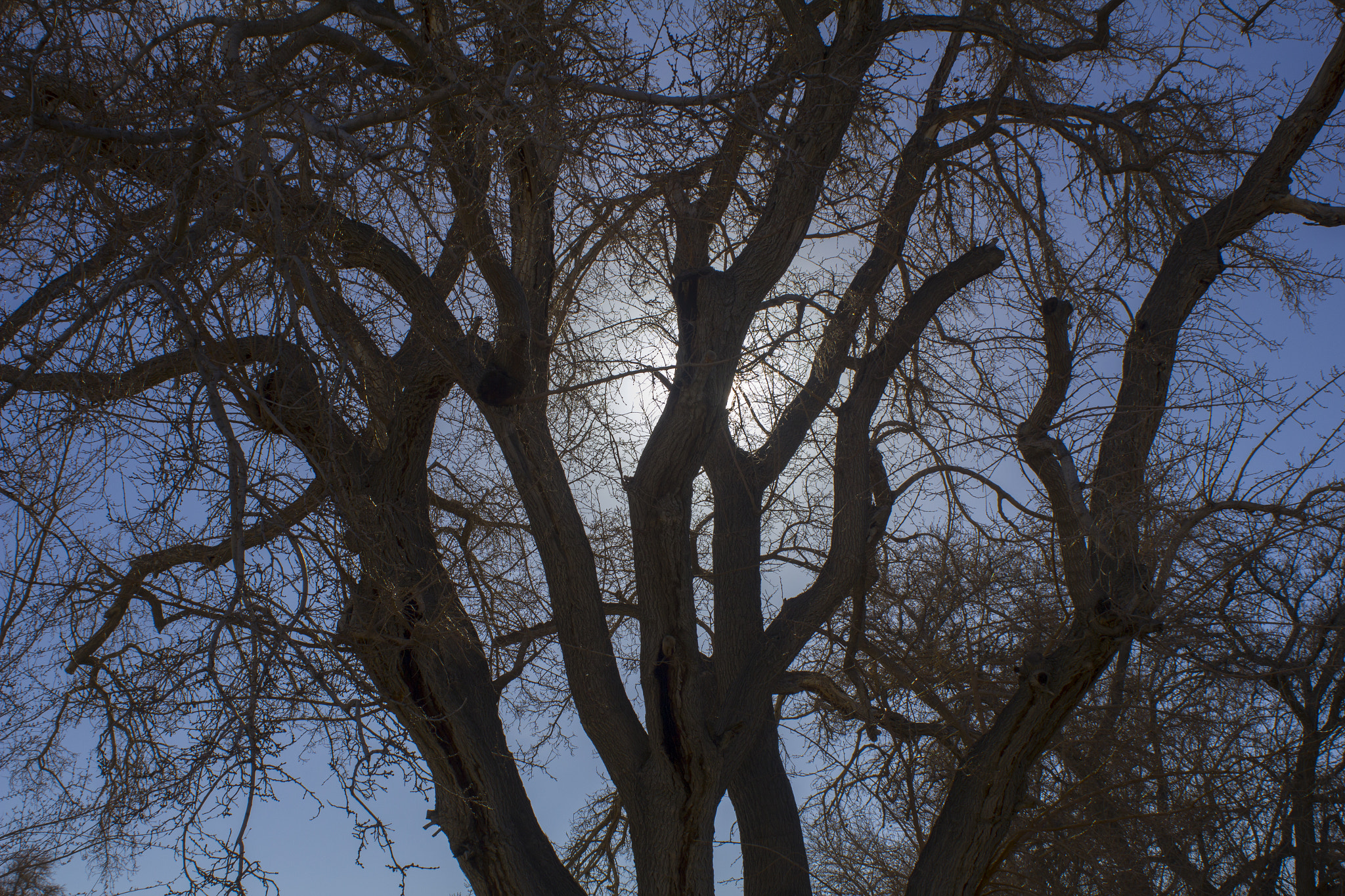 Canon EF 28-80mm f/3.5-5.6 sample photo. Backlit tree photography