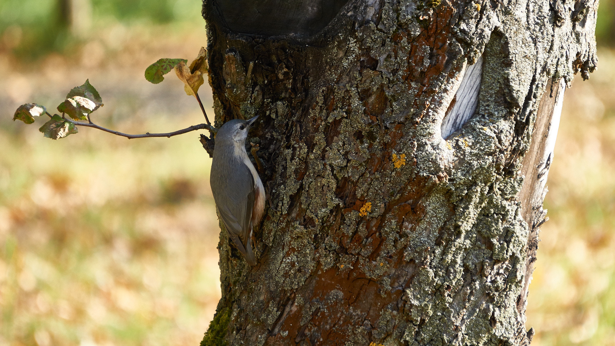 Sony a5100 sample photo. Small bird photography