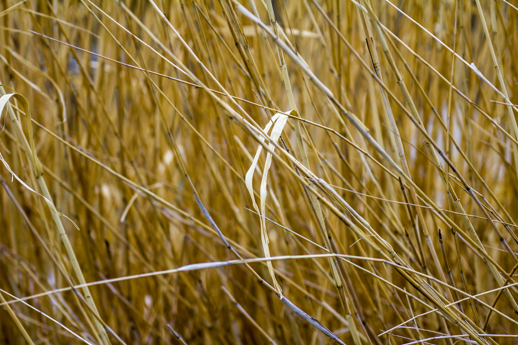 EF28-70mm f/2.8L USM sample photo. Dry grass photography