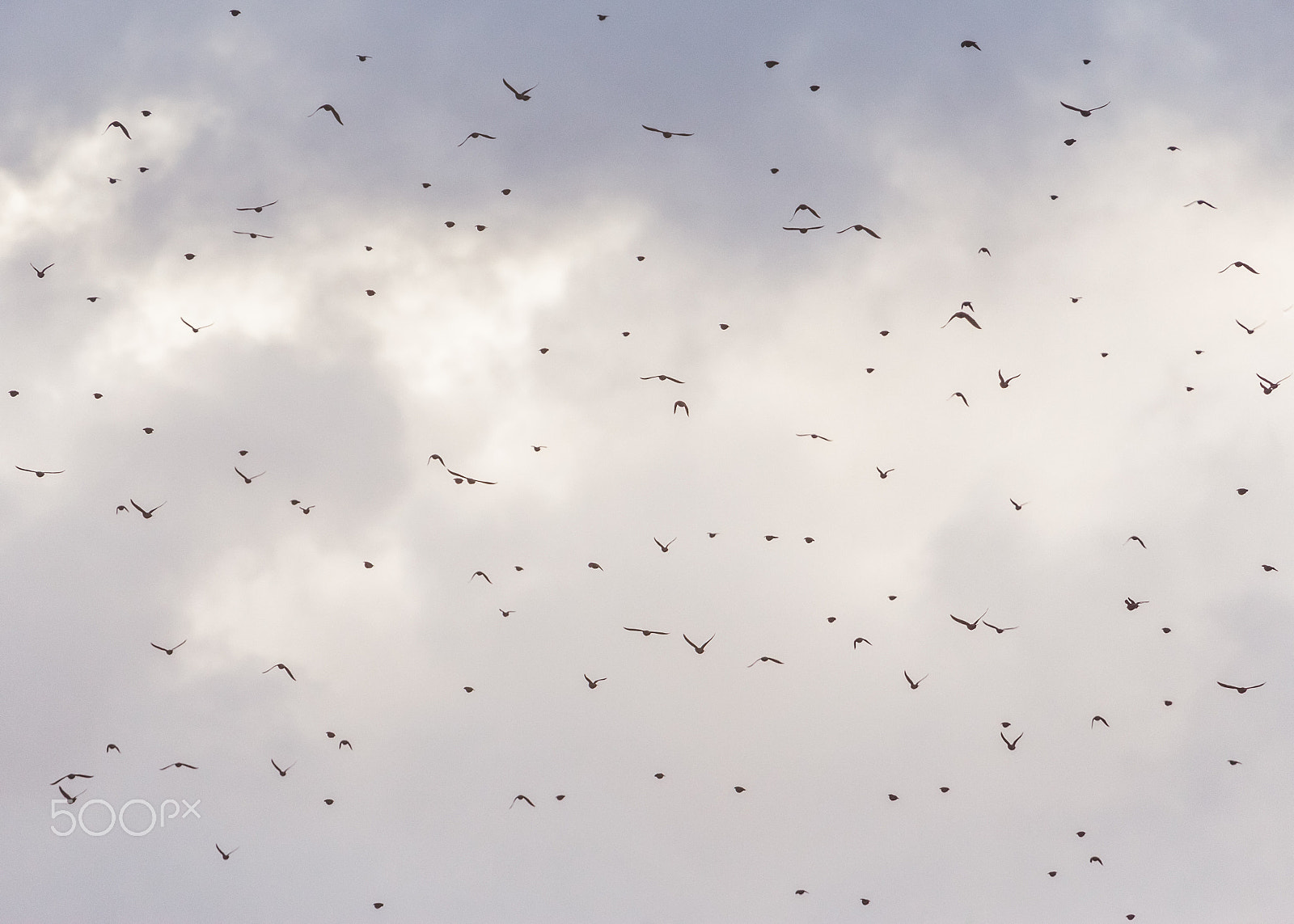 Canon EF 100-400mm F4.5-5.6L IS USM sample photo. Birds flying in the morning sky photography