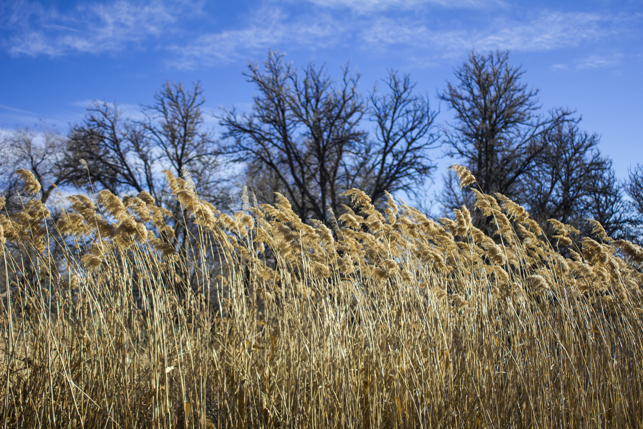 Canon EF 28-80mm f/3.5-5.6 sample photo. Grass trees sky photography