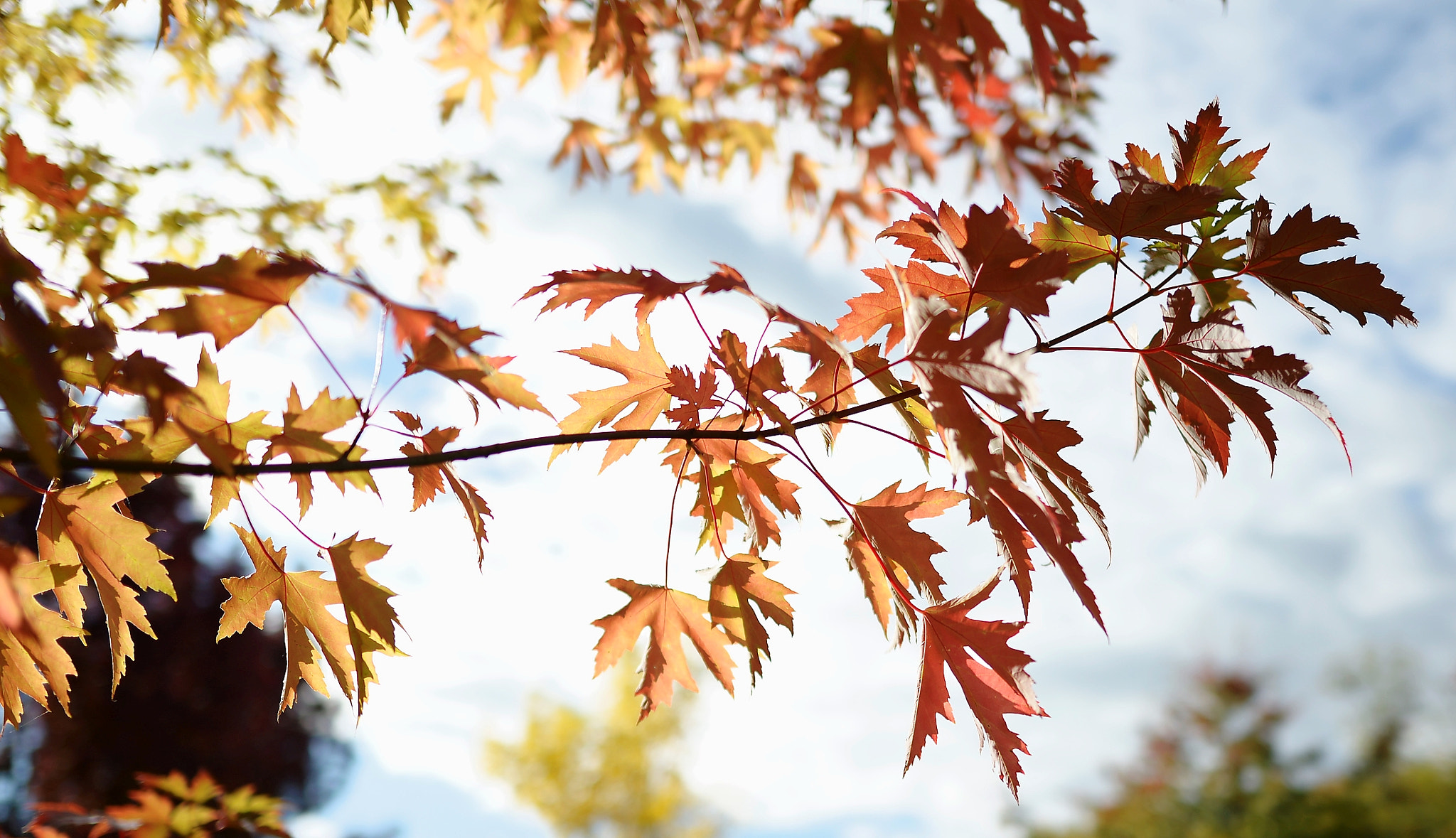 Nikon D600 + Nikon AF-S Nikkor 24mm F1.8G ED sample photo. Untitled photography