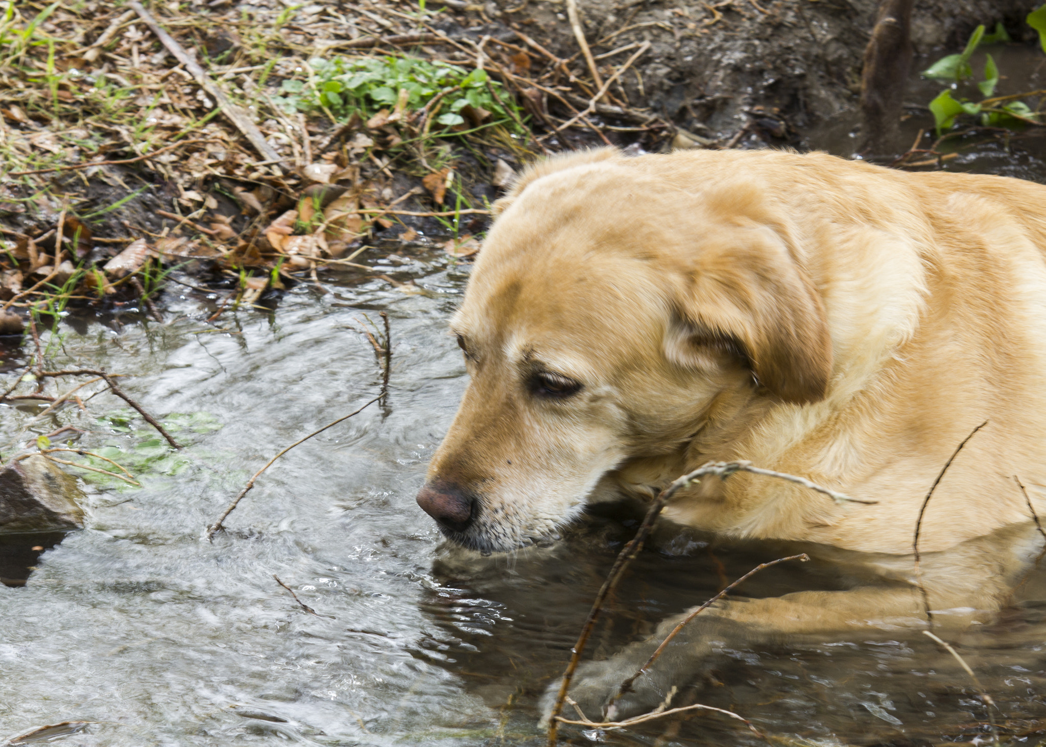 Canon EOS 550D (EOS Rebel T2i / EOS Kiss X4) + EF28-70mm f/2.8L USM sample photo. Thirsty pup photography