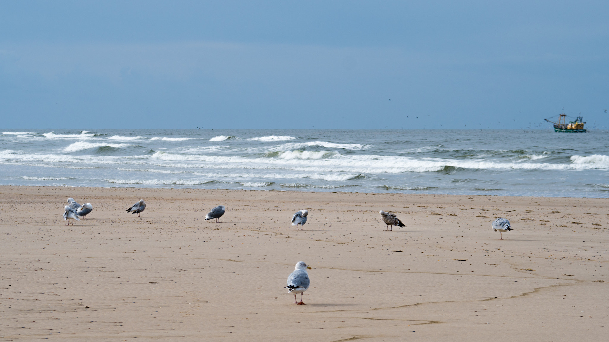 Sony FE 70-300mm F4.5-5.6 G OSS sample photo. Herring gulls grooming on the beach with fisherboat in background photography