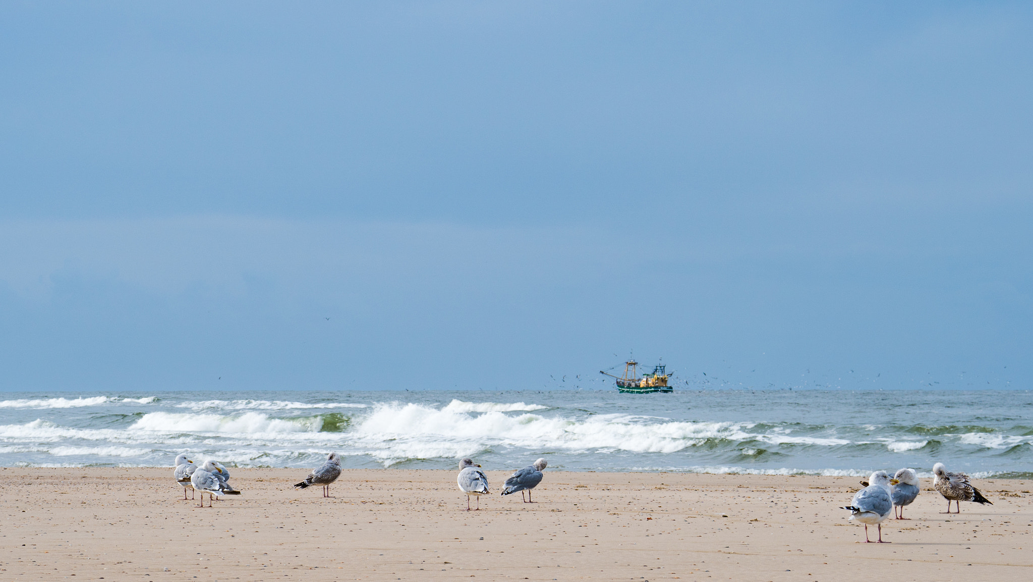 Sony FE 70-300mm F4.5-5.6 G OSS sample photo. Not intrested in fish - european herring gulls photography