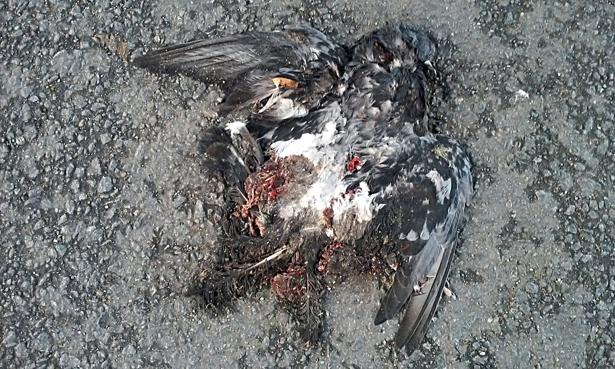 LG L70 CDMA sample photo. Bird photography
