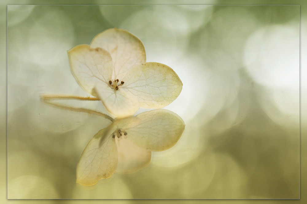 Nikon D300 + Sigma 150mm F2.8 EX DG OS Macro HSM sample photo. Reflection photography