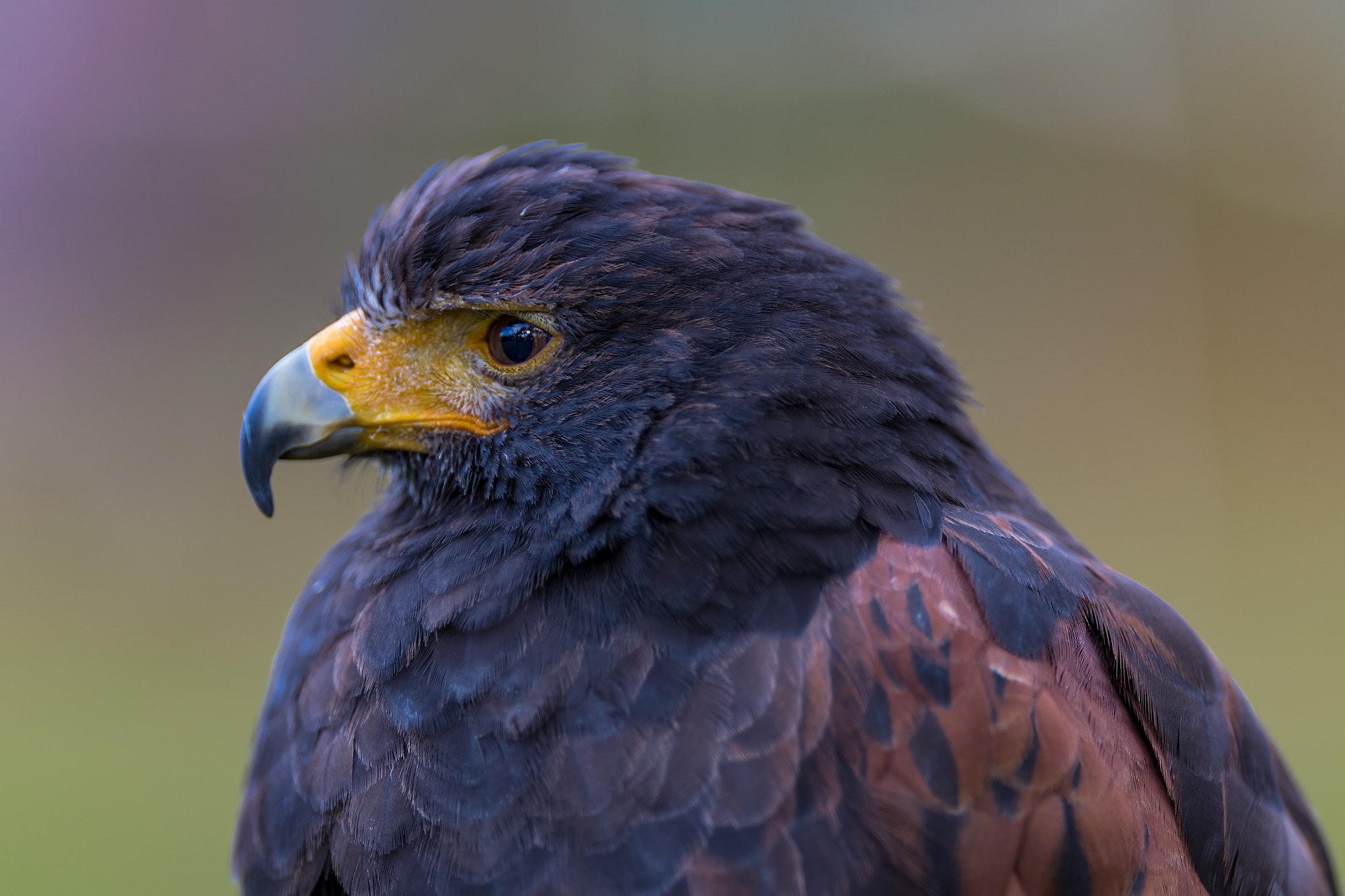 Canon EF 200mm F2L IS USM sample photo. Hawk..... photography