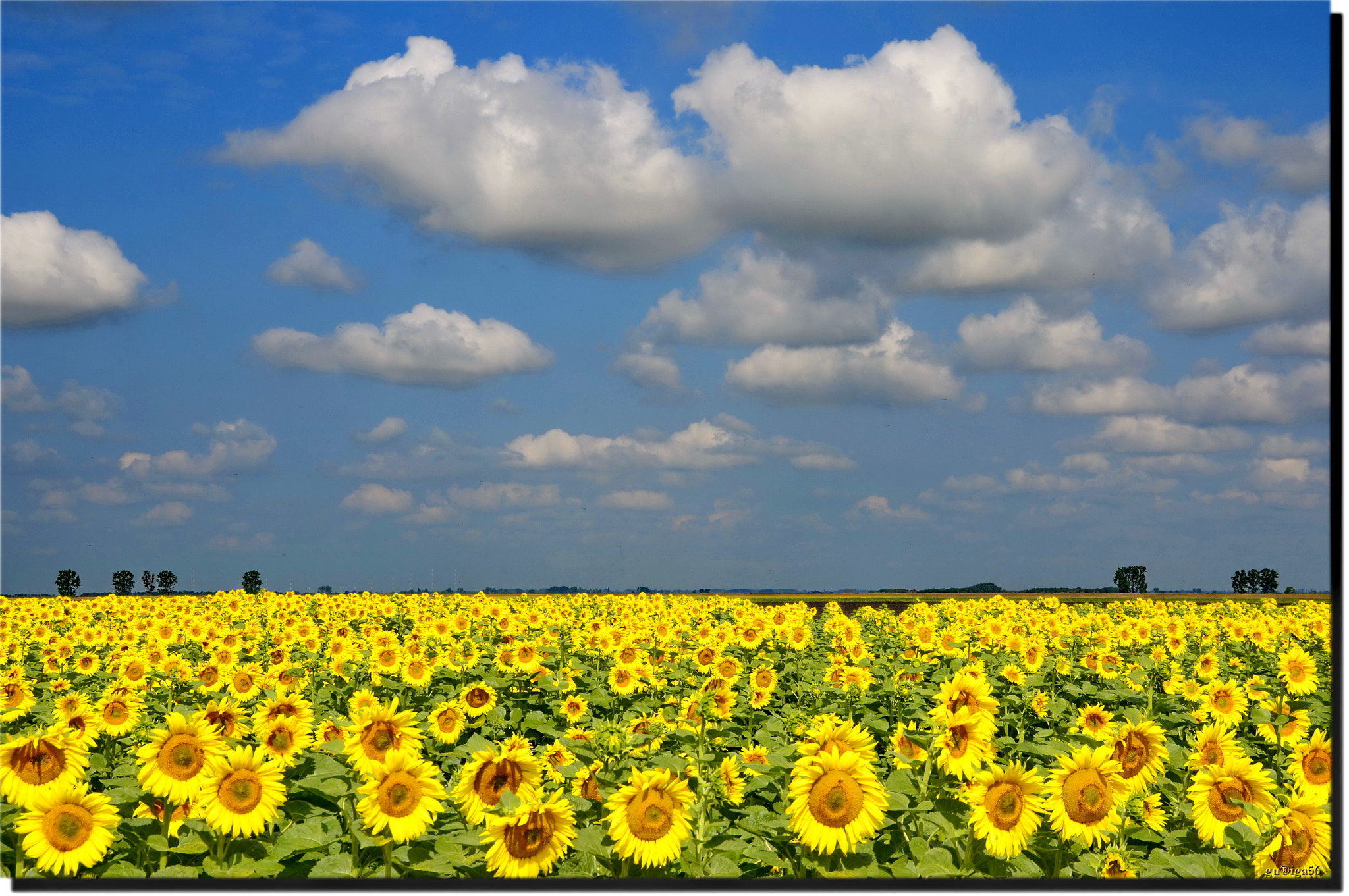 Sigma 18-250mm F3.5-6.3 DC OS HSM sample photo. Napraforgók / sunflower photography