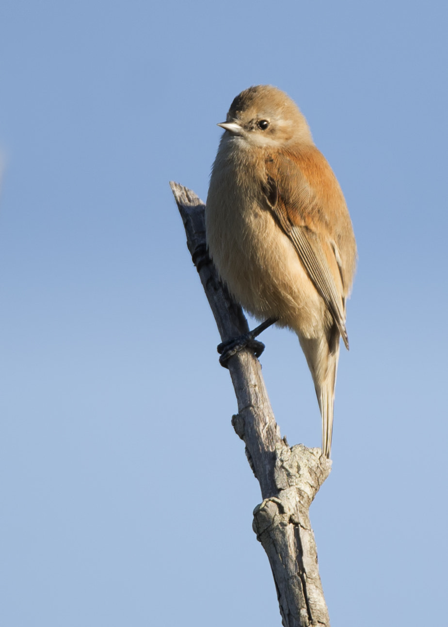 Sigma 150-600mm F5-6.3 DG OS HSM | S sample photo. Dsc photography
