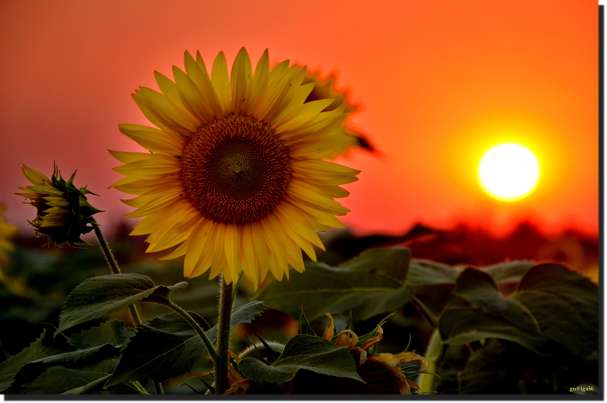 Sigma 18-250mm F3.5-6.3 DC OS HSM sample photo. Napok / sun photography