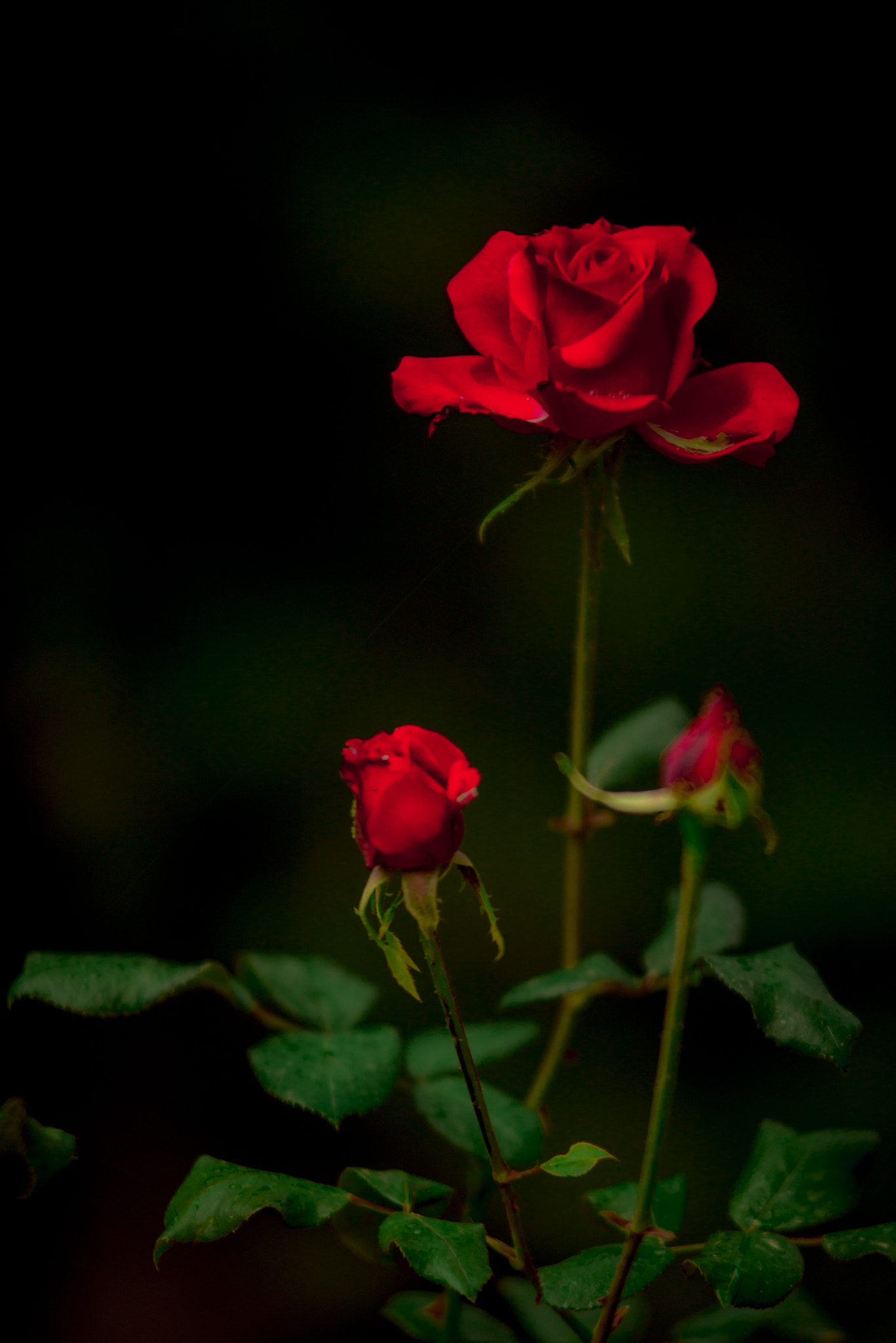 AF Zoom-Nikkor 80-200mm f/2.8 ED sample photo. وردة photography