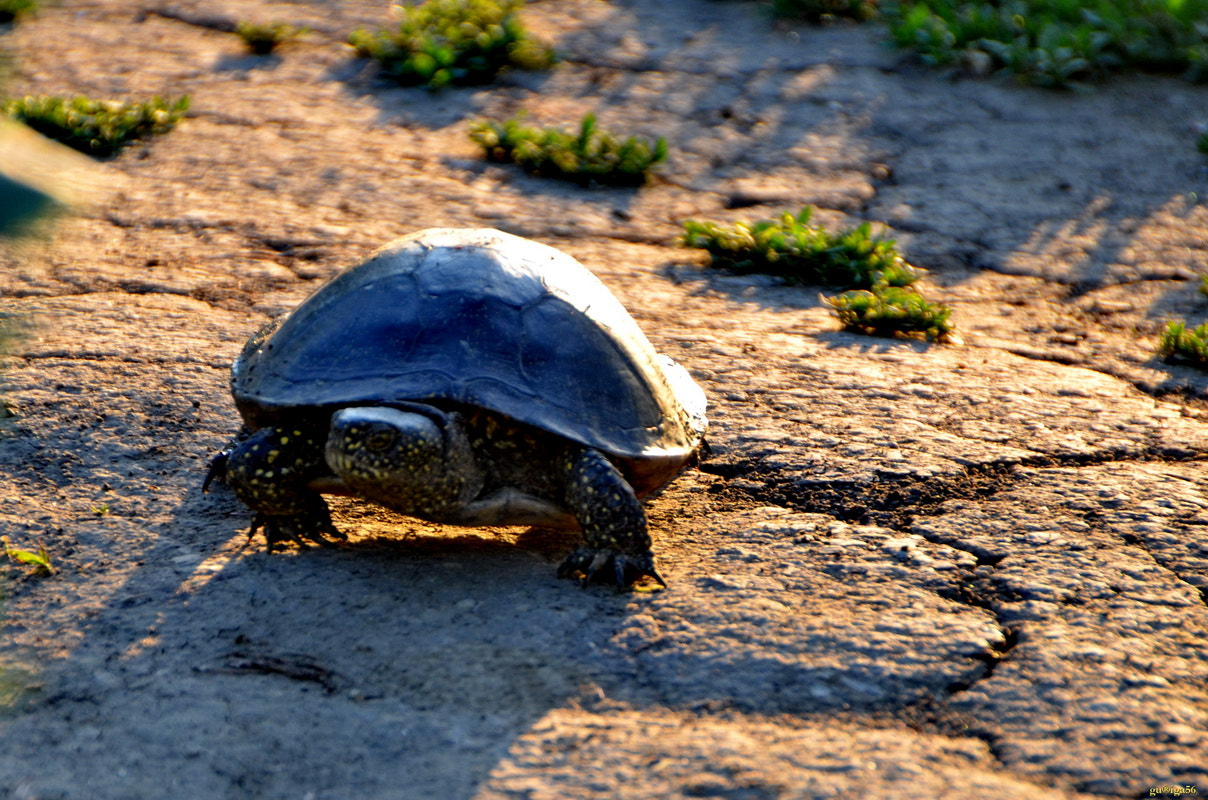 Nikon D5100 + Sigma 18-250mm F3.5-6.3 DC OS HSM sample photo. Teknőc / turtle photography