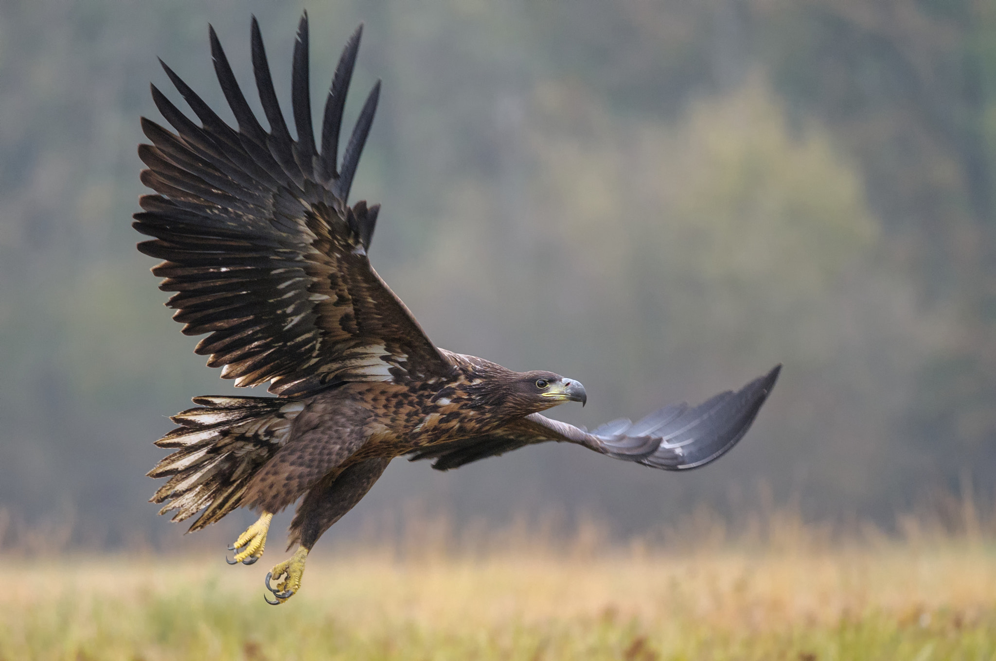 Nikon D300 + Nikon AF-S Nikkor 300mm F4D ED-IF sample photo. The white-tailed eagle photography