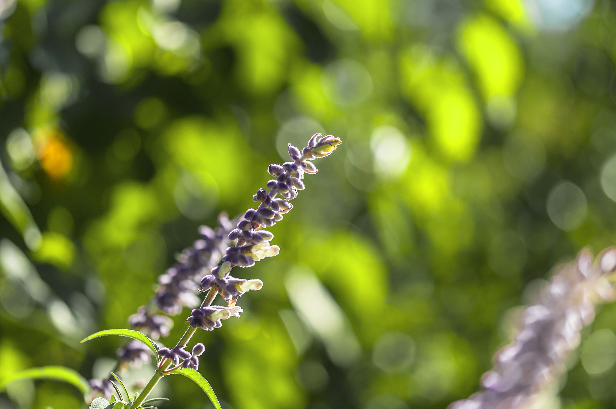 Sigma 105mm F2.8 EX DG OS HSM sample photo. Mo022 photography