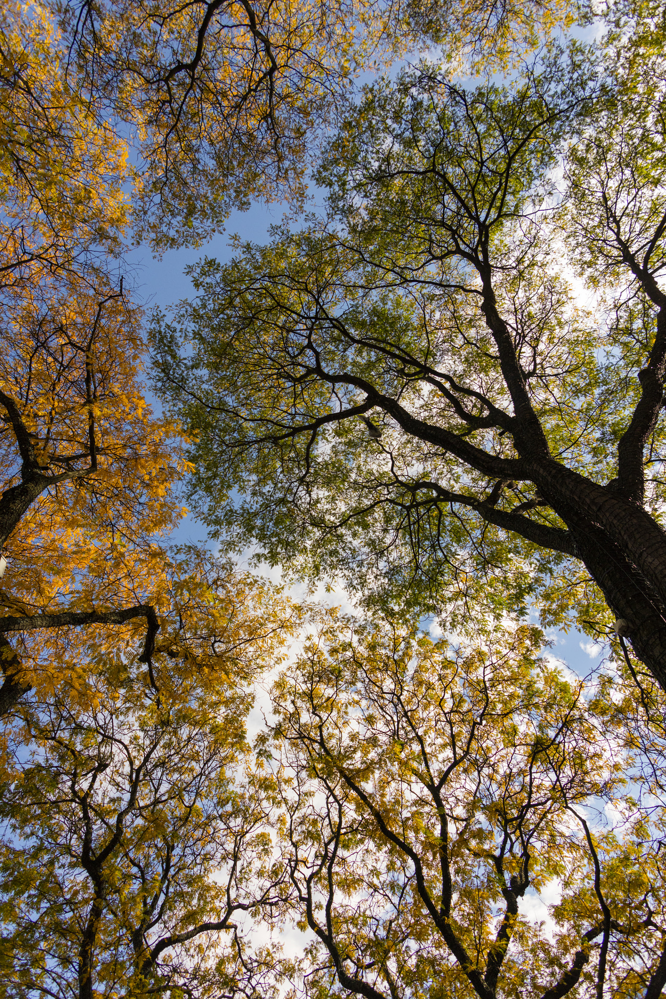 Canon EF 20-35mm F3.5-4.5 USM sample photo. October photography