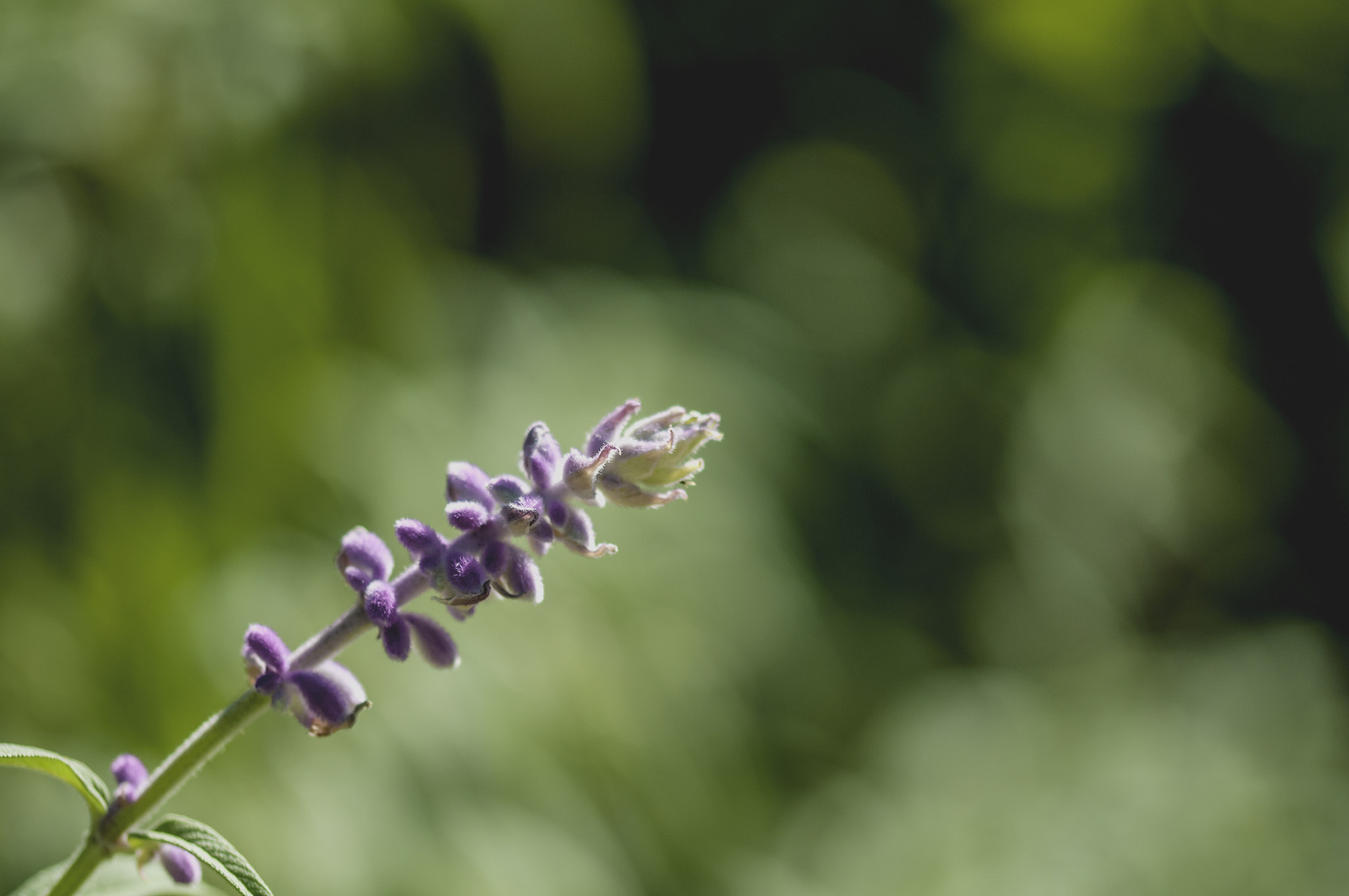 Sigma 105mm F2.8 EX DG OS HSM sample photo. Mo023 photography