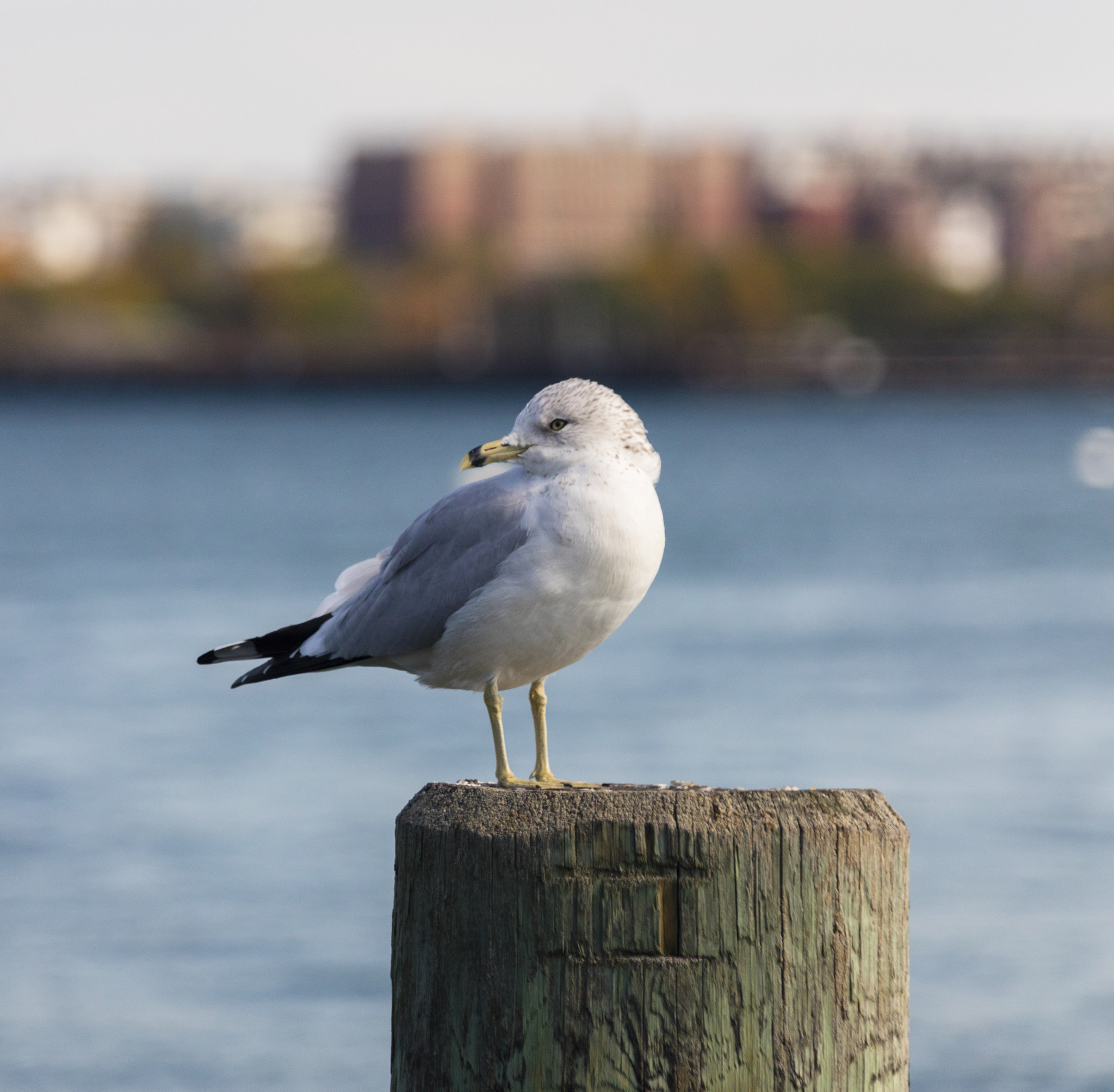 Canon EOS 5DS sample photo. Seagull photography