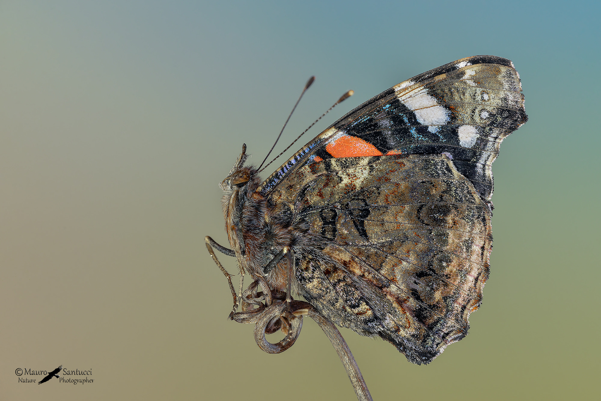 TAMRON SP 180mm F3.5 Di MACRO 1:1 B01N sample photo. Vanessa atalanta photography