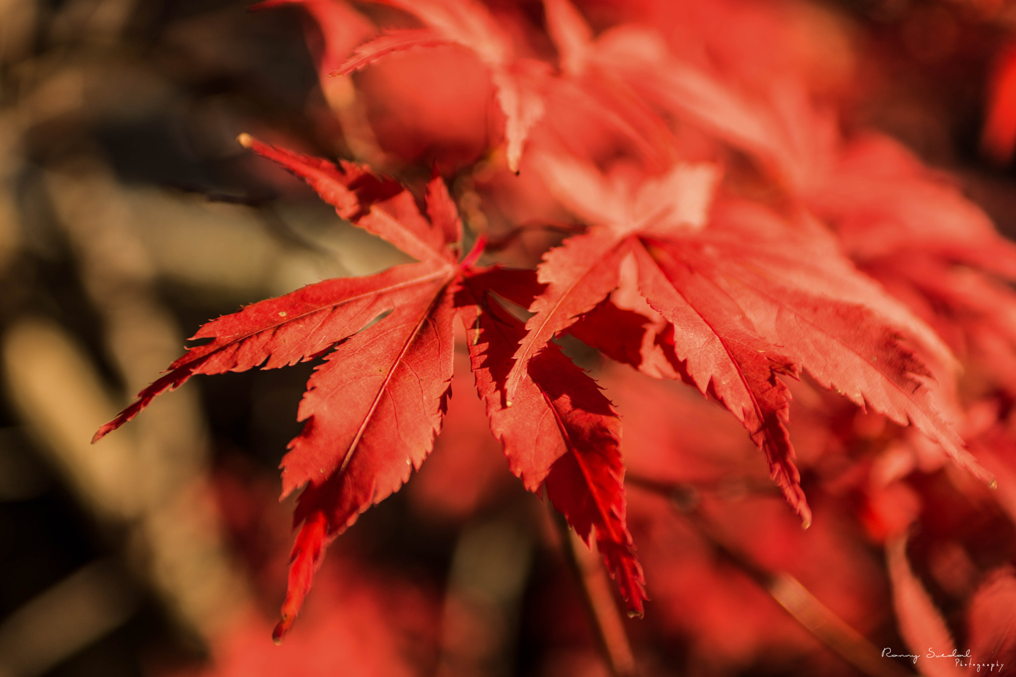 Nikon D7200 + Sigma 24-70mm F2.8 EX DG Macro sample photo. Deep autumn red photography