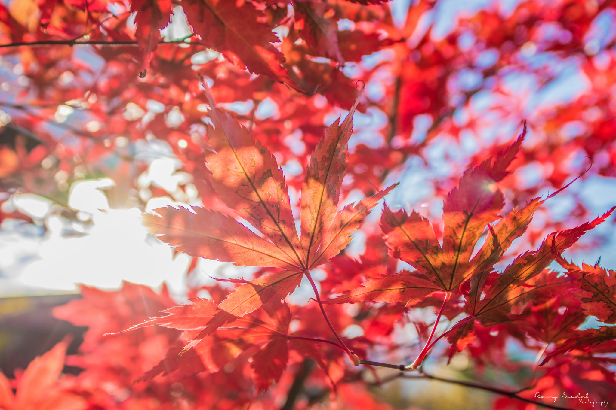 Nikon D7200 + Sigma 24-70mm F2.8 EX DG Macro sample photo. Autumn red photography