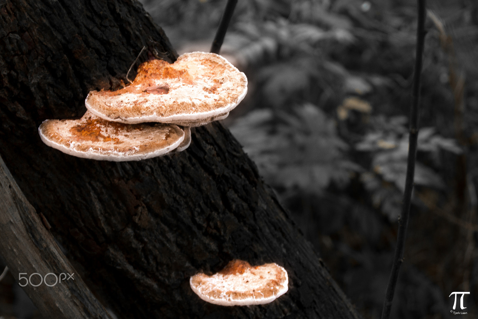 Canon EOS 70D + Tamron AF 18-200mm F3.5-6.3 XR Di II LD Aspherical (IF) Macro sample photo. Some more mushrooms photography