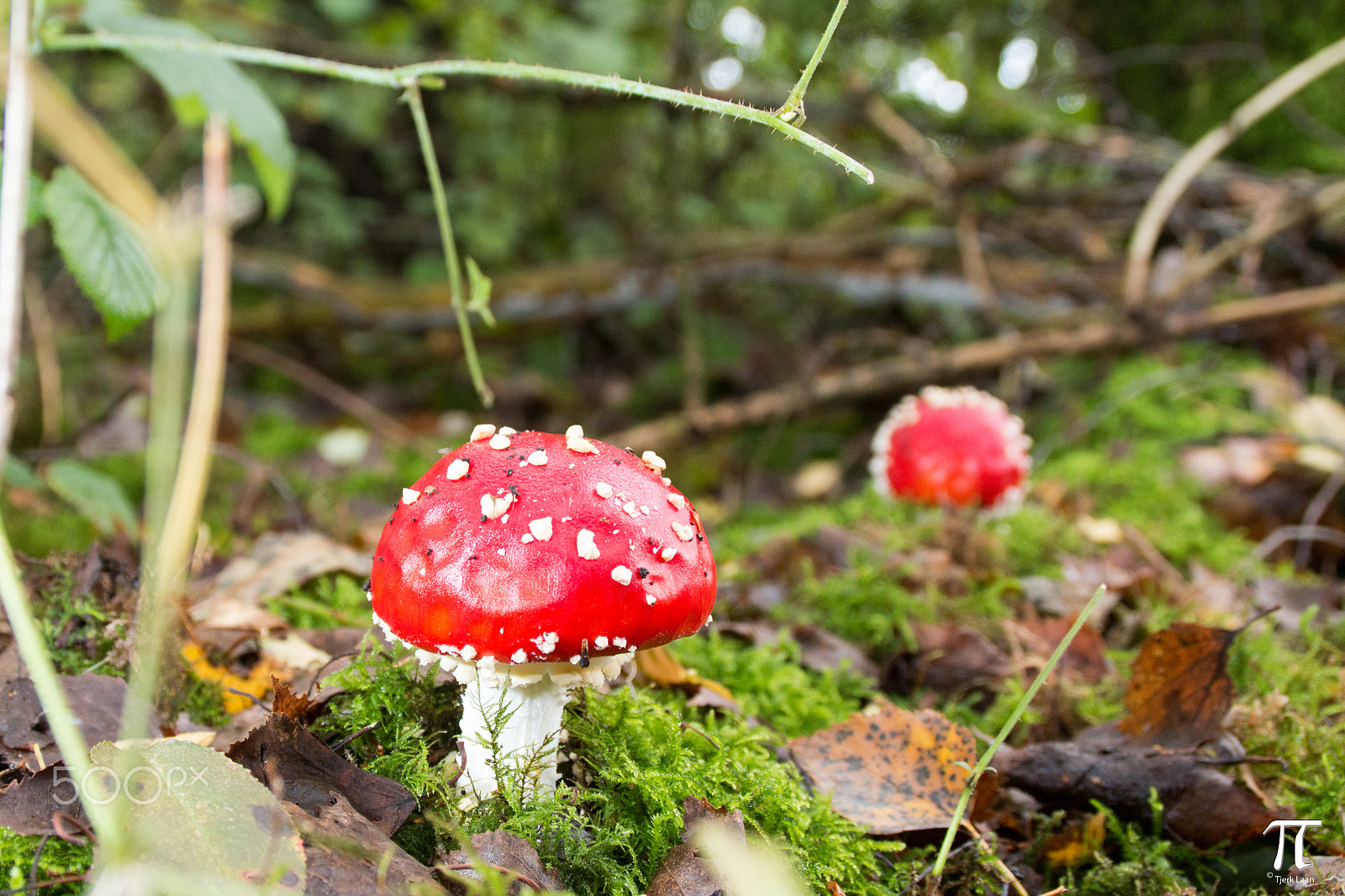 Canon EOS 70D + Tamron AF 18-200mm F3.5-6.3 XR Di II LD Aspherical (IF) Macro sample photo. Some more mushrooms photography