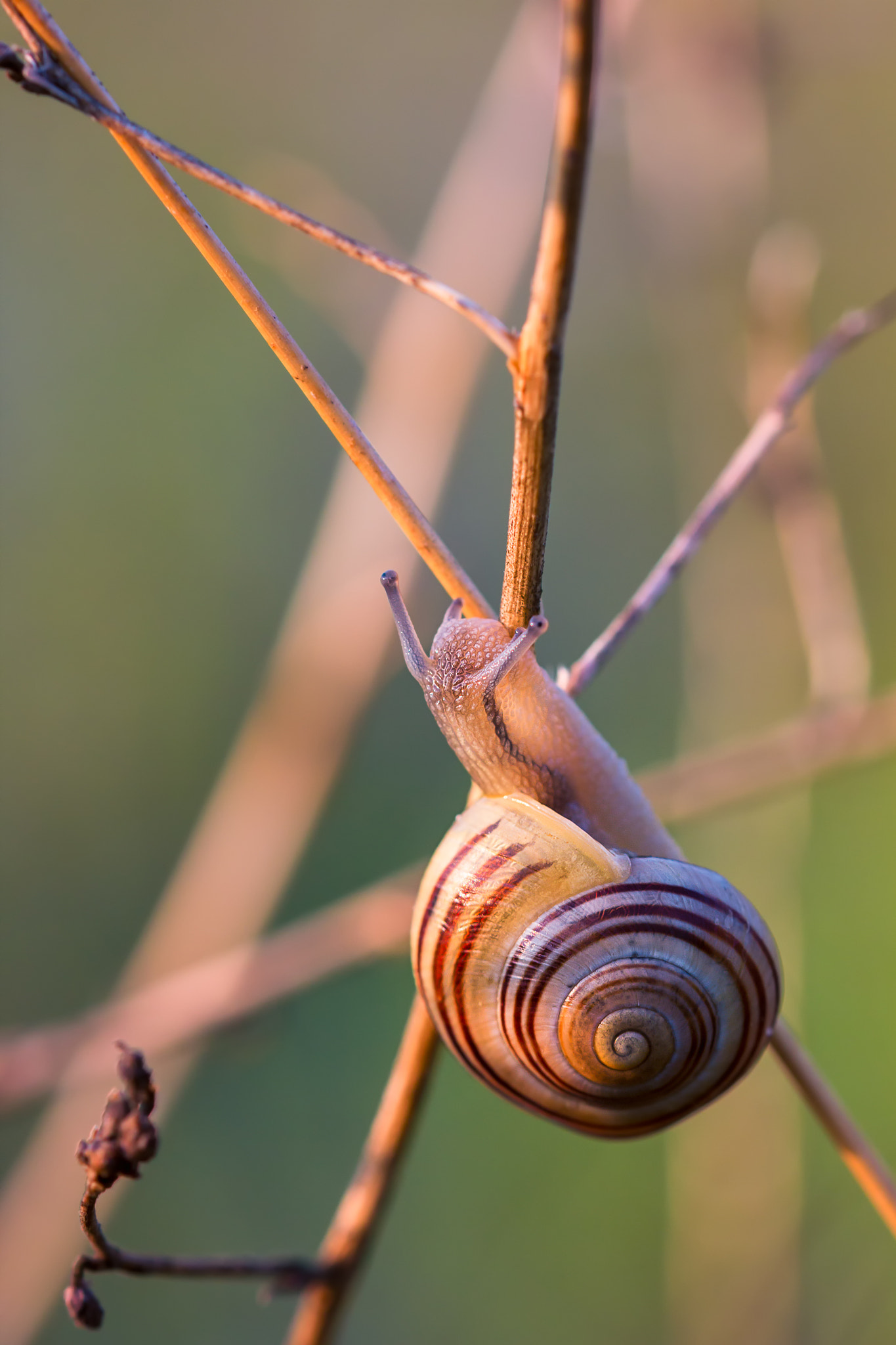 Sigma 105mm F2.8 EX DG OS HSM sample photo. Snail photography