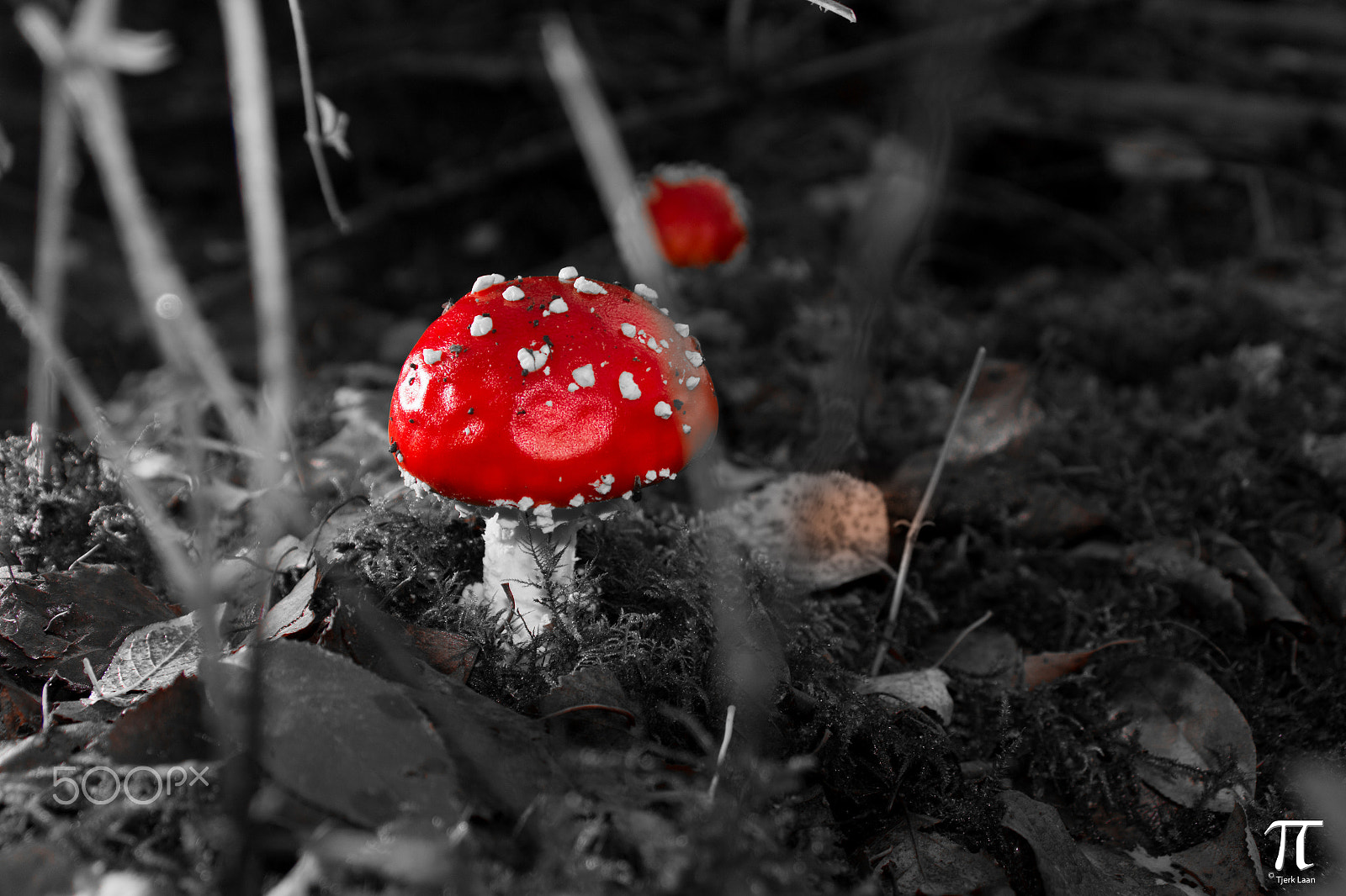 Canon EOS 70D + Tamron AF 18-200mm F3.5-6.3 XR Di II LD Aspherical (IF) Macro sample photo. Some more mushrooms photography