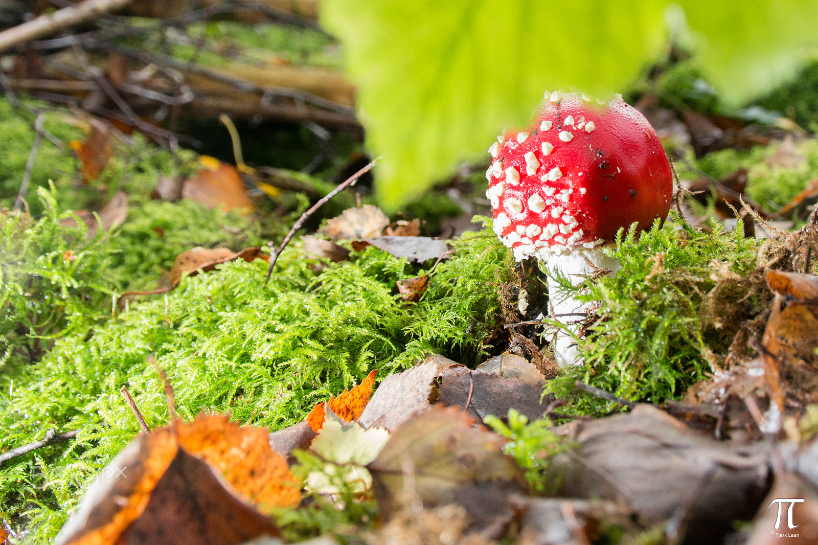 Canon EOS 70D + Tamron AF 18-200mm F3.5-6.3 XR Di II LD Aspherical (IF) Macro sample photo. Some more mushrooms photography