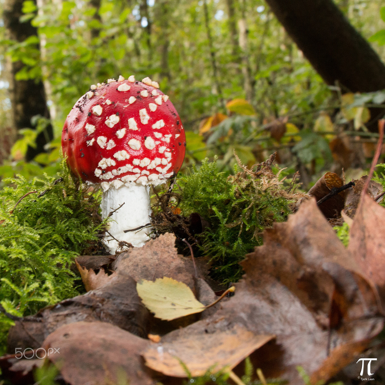 Canon EOS 70D + Tamron AF 18-200mm F3.5-6.3 XR Di II LD Aspherical (IF) Macro sample photo. Some more mushrooms photography