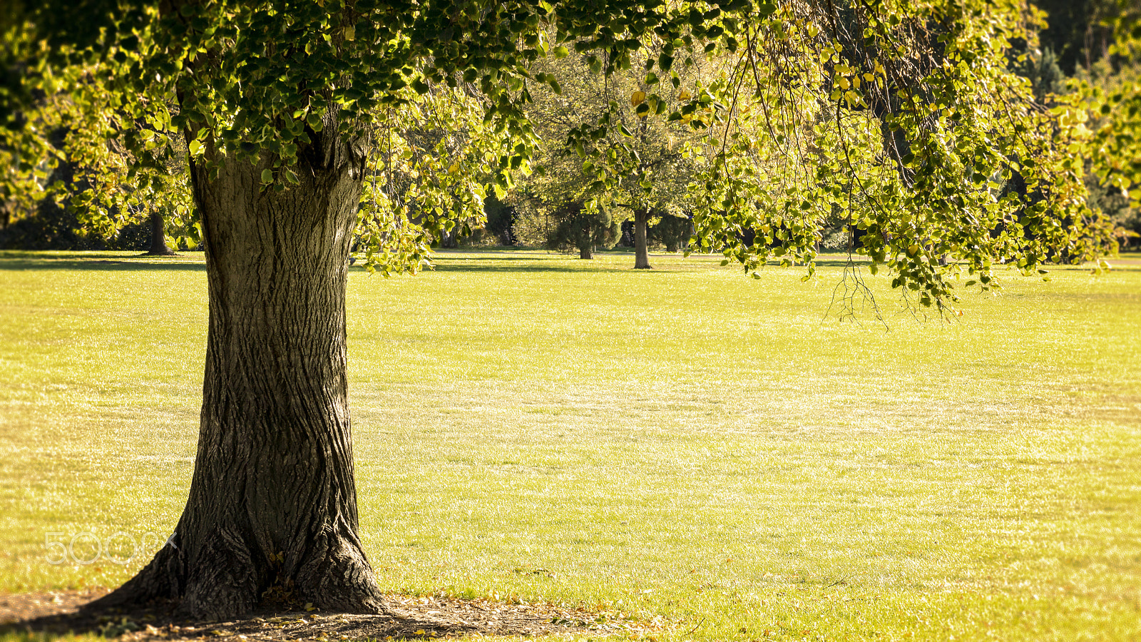 Sony DT 55-300mm F4.5-5.6 SAM sample photo. Sitting tree photography