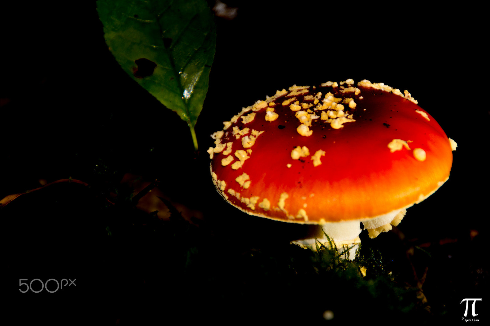 Canon EOS 70D + Tamron AF 18-200mm F3.5-6.3 XR Di II LD Aspherical (IF) Macro sample photo. Some more mushrooms photography