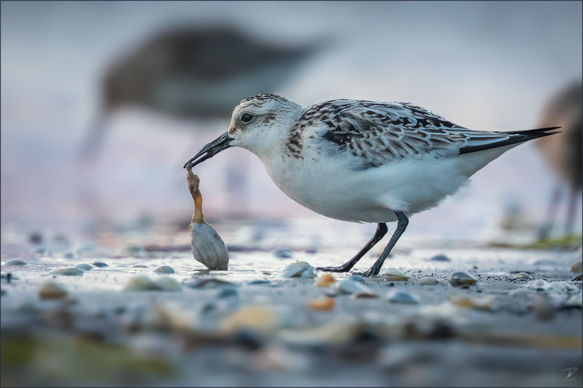 Canon EOS 7D Mark II + Canon EF 400mm F4 DO IS II USM sample photo. Sanderling and shell photography