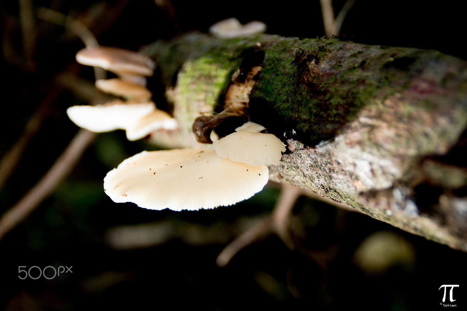 Canon EOS 70D + Tamron AF 18-200mm F3.5-6.3 XR Di II LD Aspherical (IF) Macro sample photo. Some more mushrooms photography