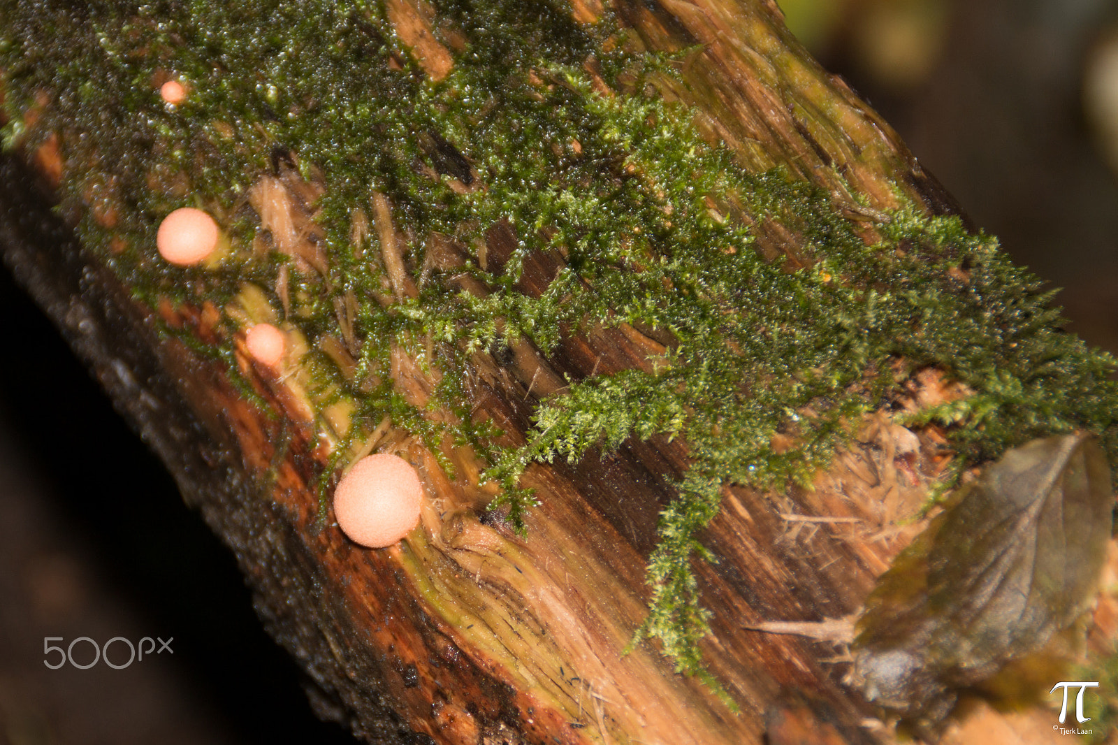 Canon EOS 70D + Tamron AF 18-200mm F3.5-6.3 XR Di II LD Aspherical (IF) Macro sample photo. Some more mushrooms photography