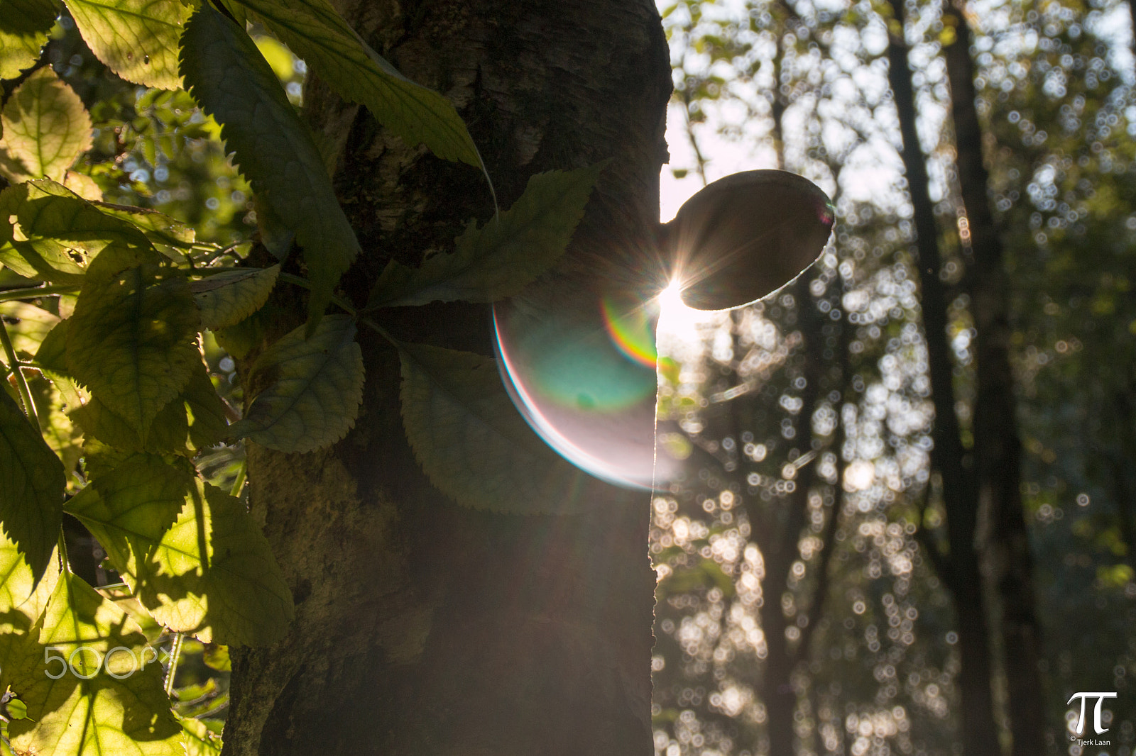 Canon EOS 70D + Tamron AF 18-200mm F3.5-6.3 XR Di II LD Aspherical (IF) Macro sample photo. Some more mushrooms photography