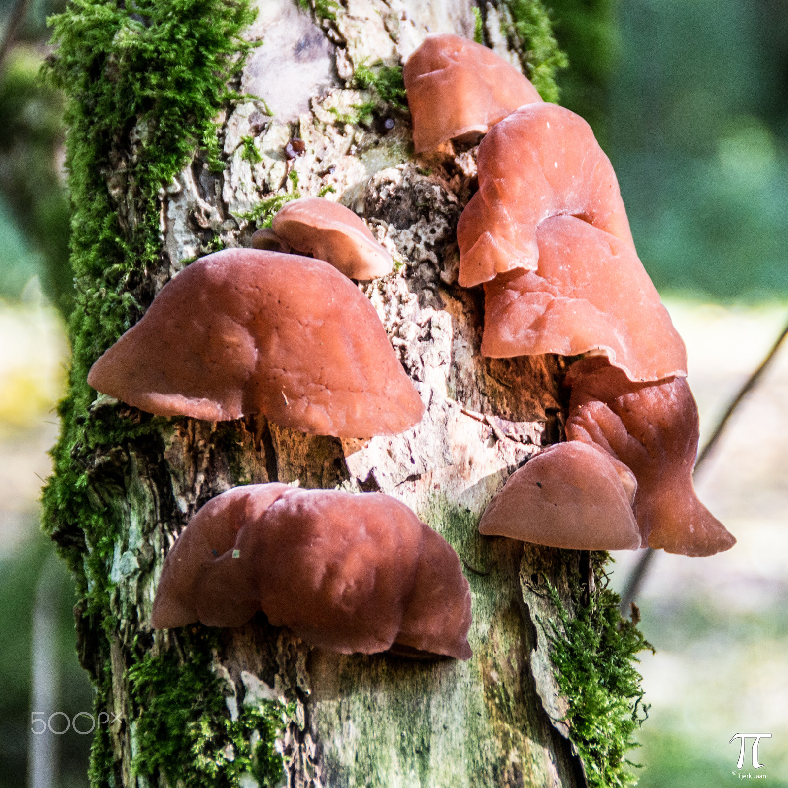 Canon EOS 70D + Tamron AF 18-200mm F3.5-6.3 XR Di II LD Aspherical (IF) Macro sample photo. Some more mushrooms photography