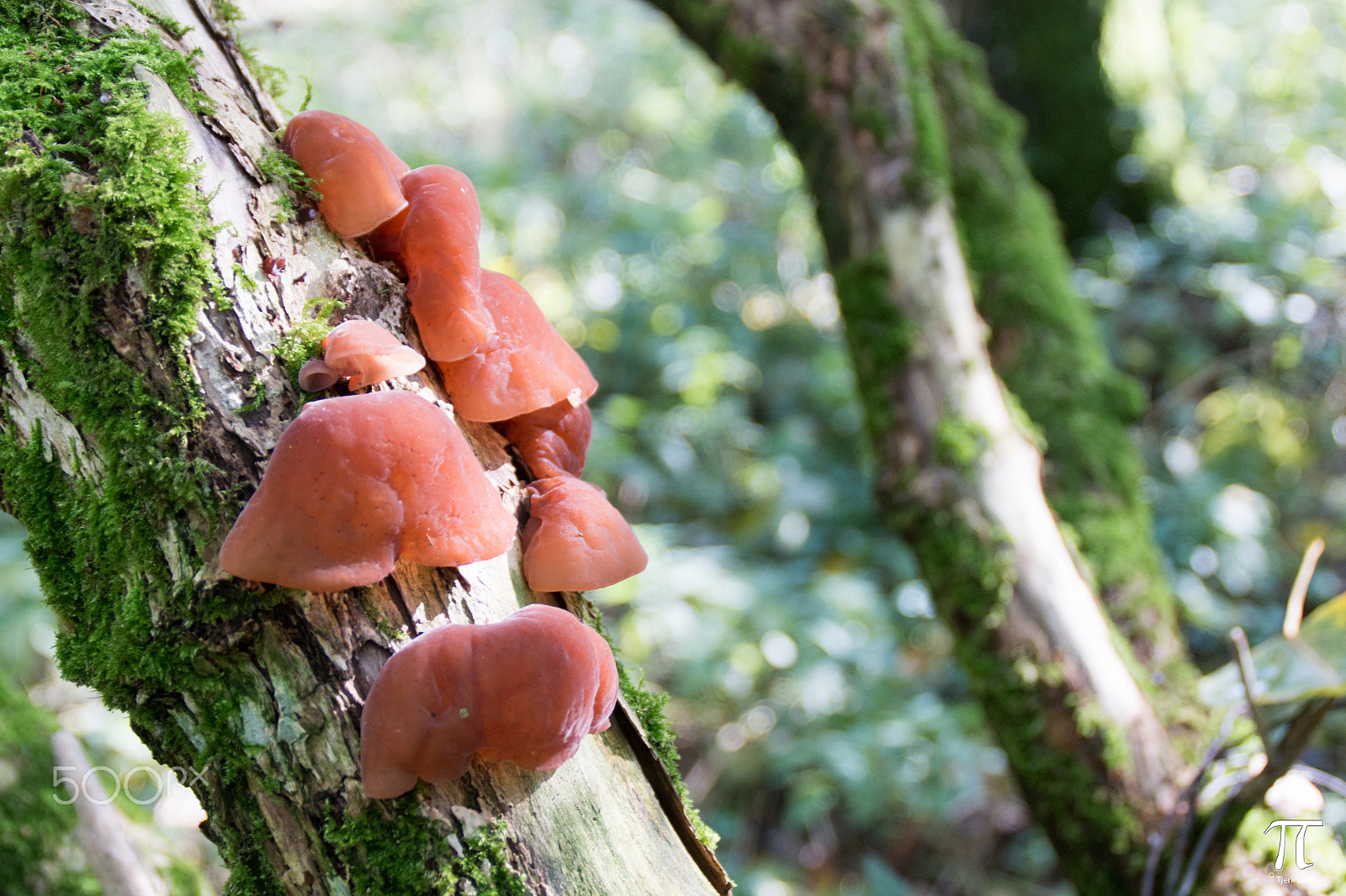 Canon EOS 70D + Tamron AF 18-200mm F3.5-6.3 XR Di II LD Aspherical (IF) Macro sample photo. Some more mushrooms photography