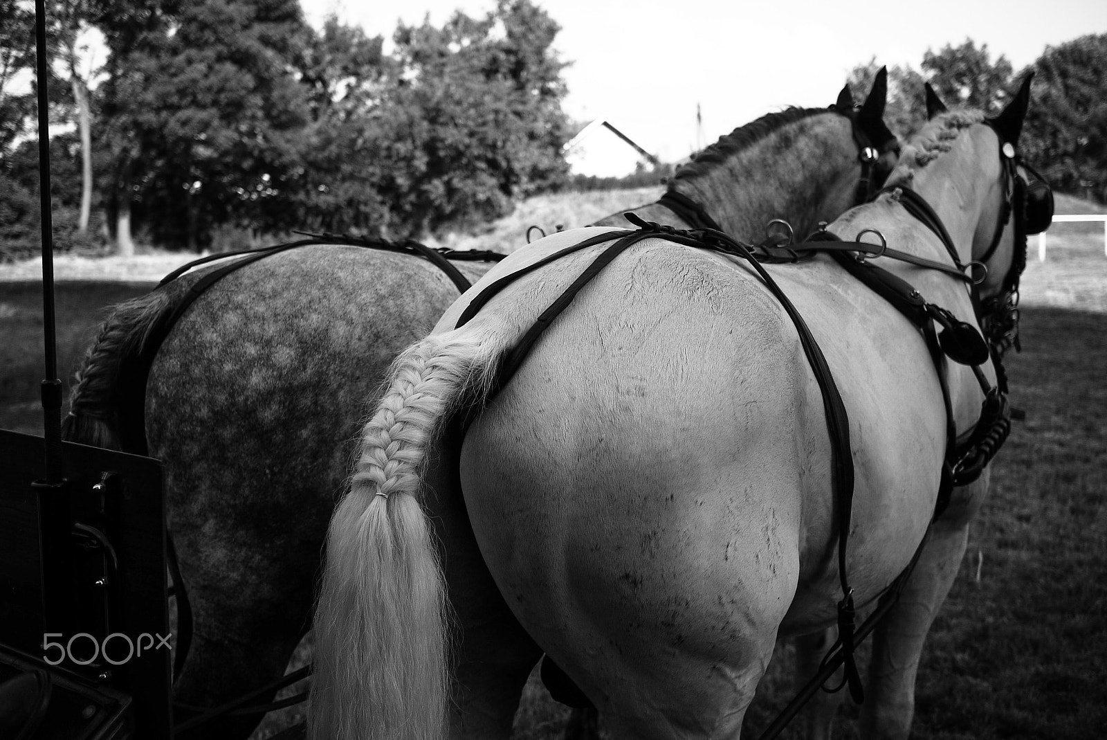 LUMIX G 20/F1.7 II sample photo. Horses. photography