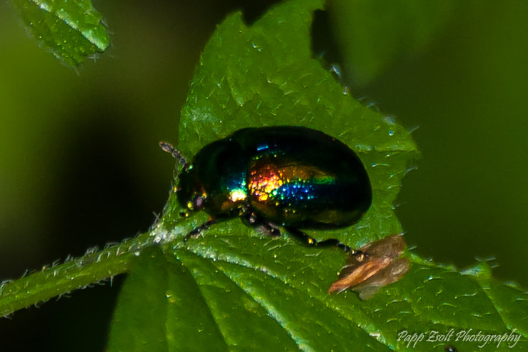 Sigma 70-300mm F4-5.6 APO DG Macro sample photo. Little miracle! photography