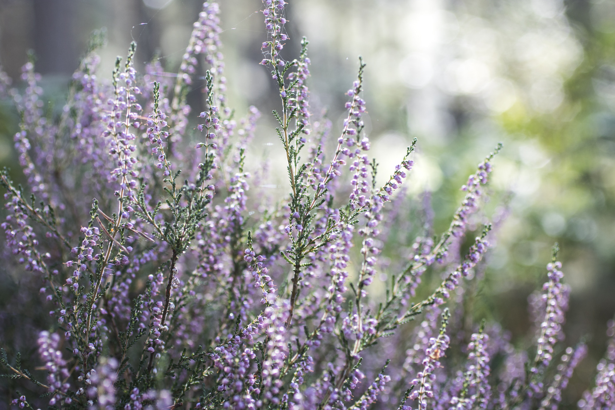 Canon EOS 750D (EOS Rebel T6i / EOS Kiss X8i) + Canon EF 50mm F2.5 Macro sample photo. Heather photography